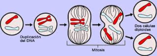Divicion celular (walther flemming)
