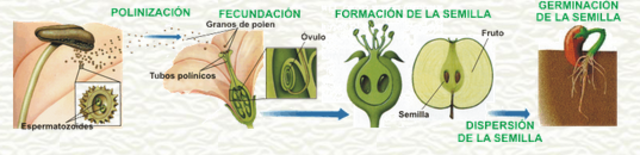 reproducción sexual de las plantas.
