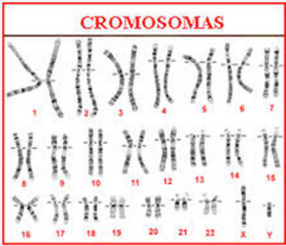 Se identifican 23 pares de cromosomas