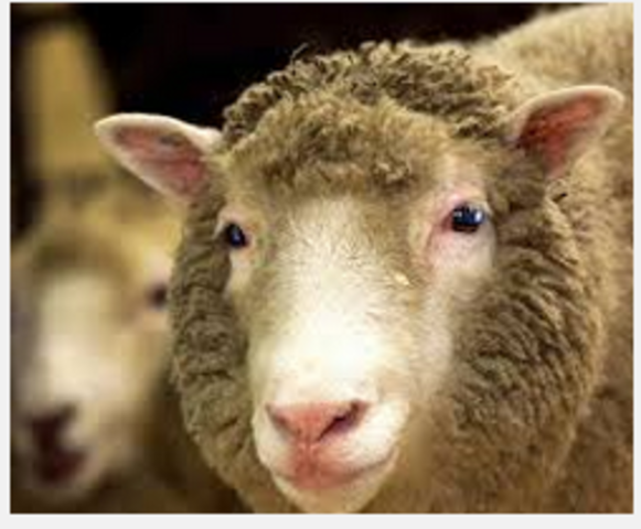 la oveja Dolly