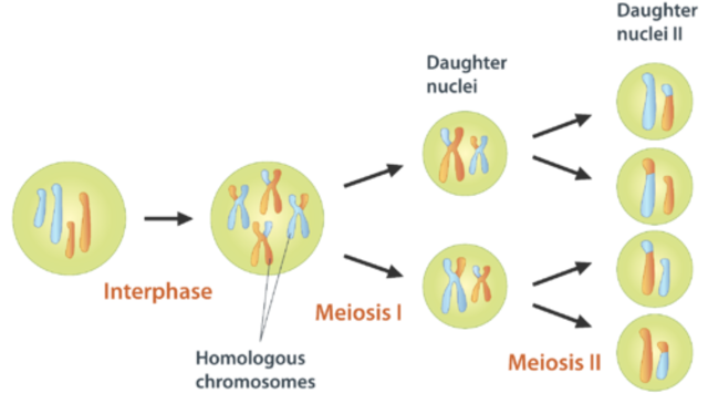 MEIOSIS