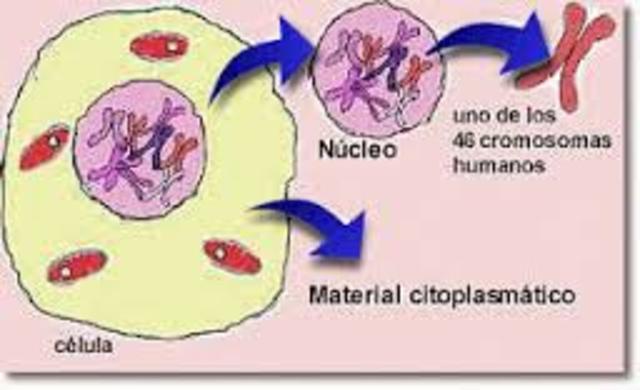 los cromosomas (balbin)