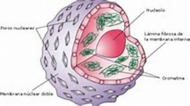 El Nucleo Celular