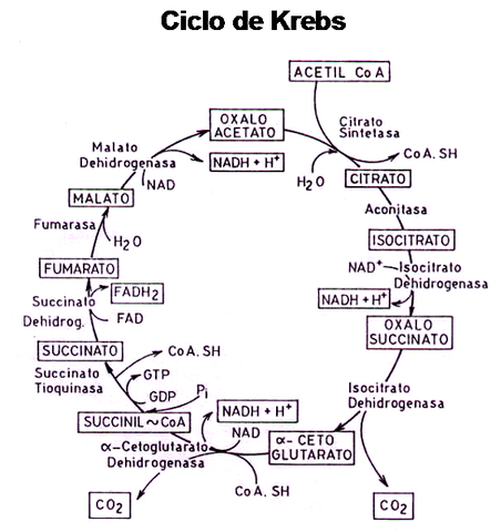 EL CICLO DE KREBS