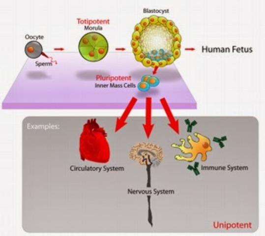 DESCUBRIMIENTO DE LA DIFERENCIACION CELULAR