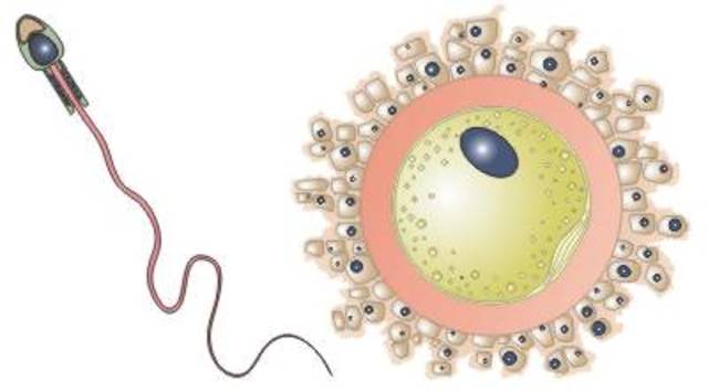 Las células sexuales (1884)