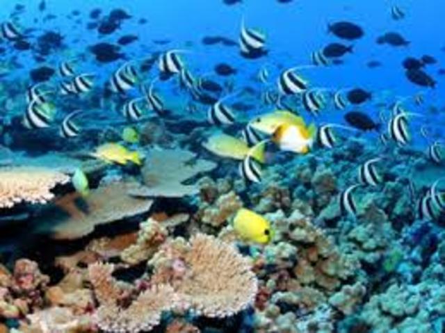 Ecosistema (Arthur George)