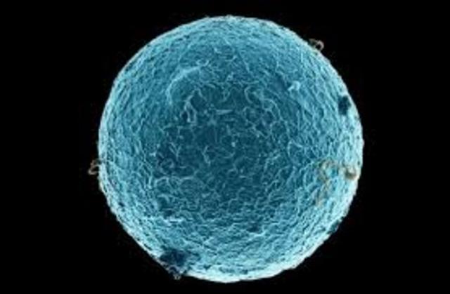 descubrimiento ovulo