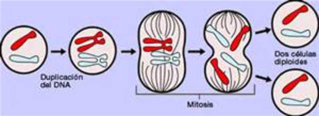 La División Celular