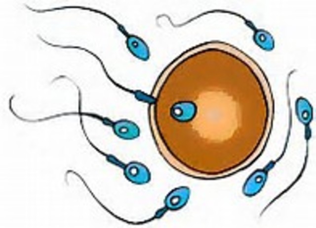 Las Celulas Sexuales