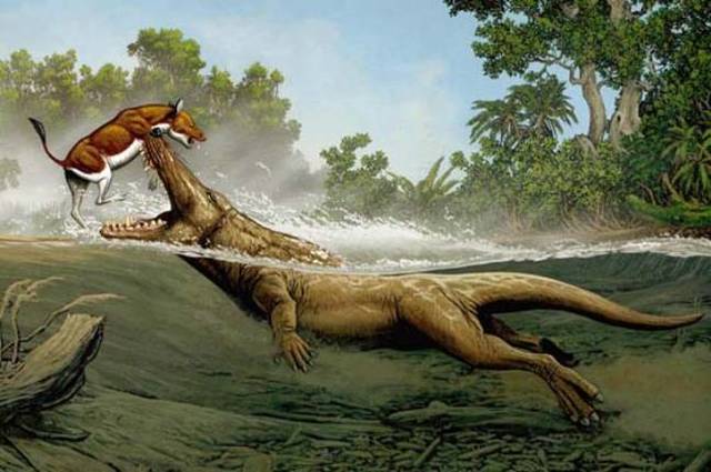 Paleontologists find fossils of ambulocetus natans