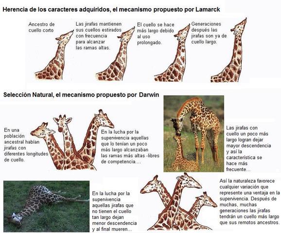 TEORIA EVOLUCIONISTA