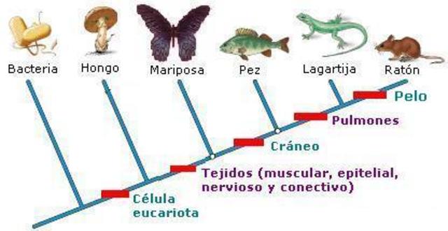 CLASIFICACION DE ESPECIES