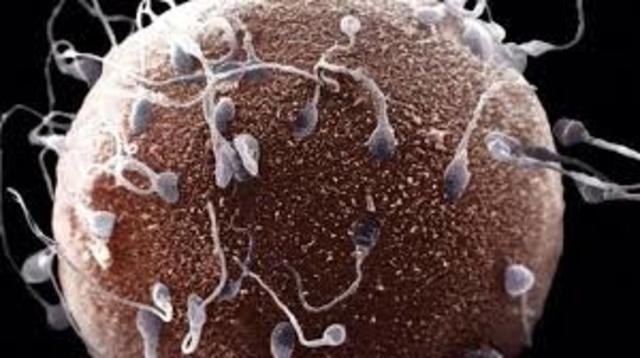 Juan Ham (descubre los espermatozoides)
