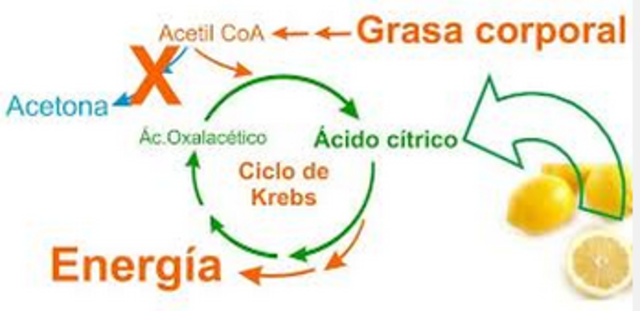 El ciclo del ácido cítrico
