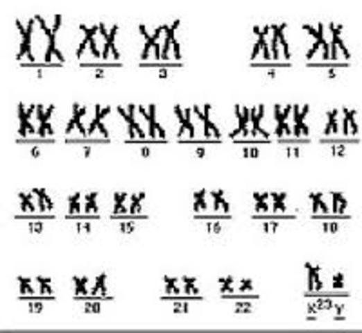 Cariotipo humano y cromosomas por pares