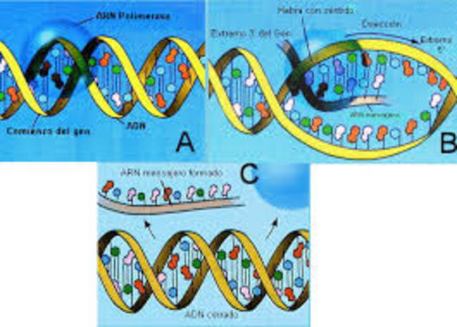 James Herrink (descubre la anemia en la celulas falciformes)