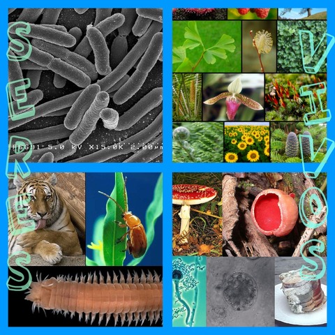 Aportaciones a la anatomia