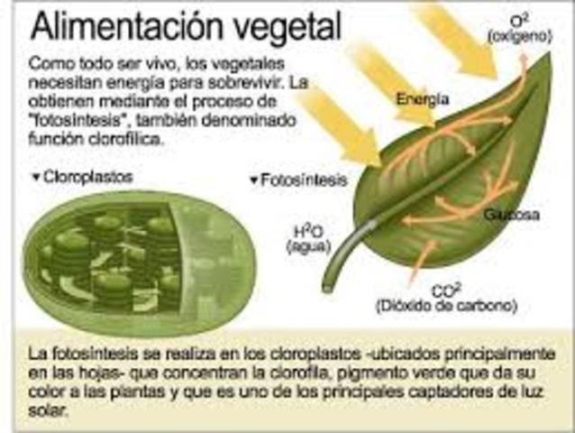 EXPERIMENTACION SOBRE NUTRICION VEGETAL