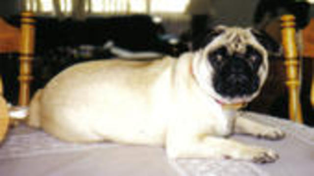 My dog passes away of old age