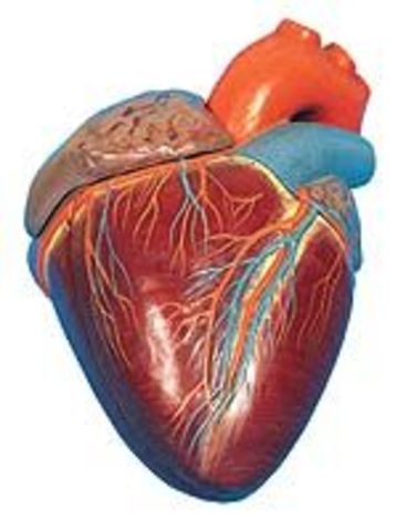 Circulación sangunea y evolucion de los seres vivos