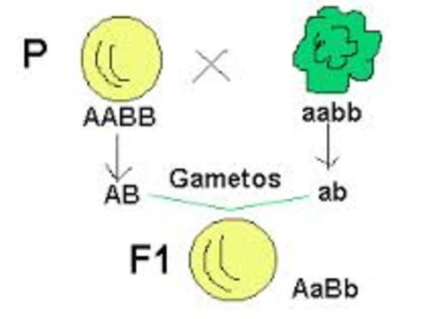 Leyes de la herencia