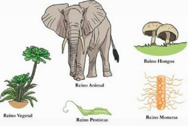 Clasificacion de los seres vivos en 5 reinos