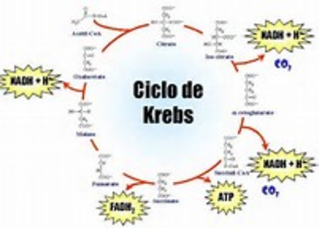 El Ciclo De Krebs