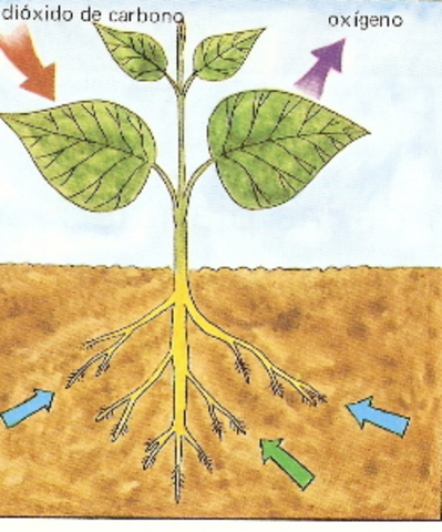 Absorcion del aire en las plantas