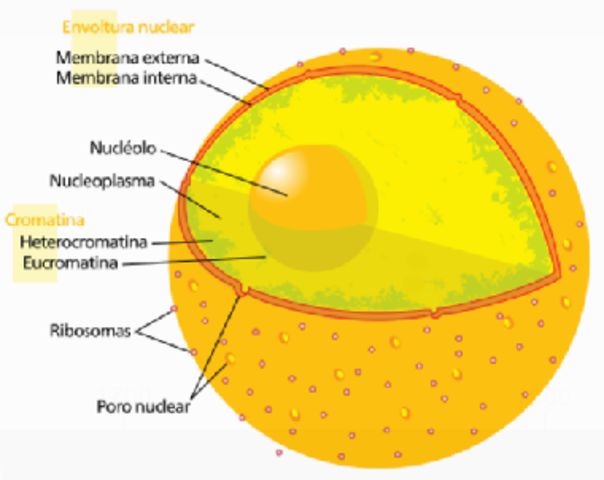 El nucleo celular