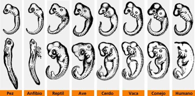 Crecimiento continuo de embriones