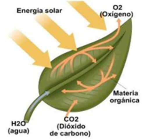 Determina la presencia de bioxido de carbono