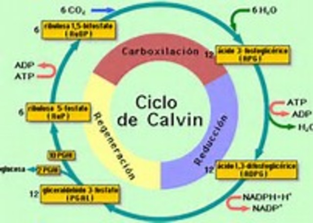 El Ciclo De Calvin