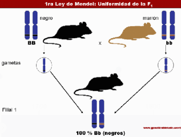 Leyes de Mendel