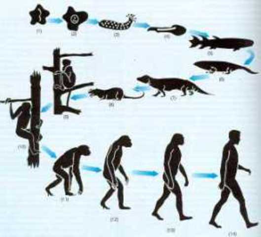 Evolucion de los seres vivos