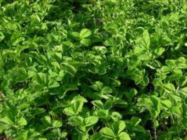 Hofmeister (descubrio las plantas sin flores)