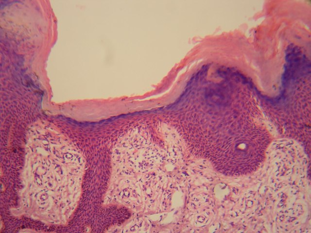 Organos formados por tejidos