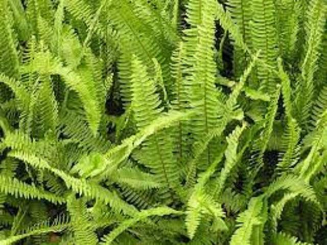 descubrimiento de las plantas sin flores