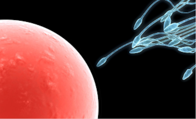 PROPOSICIÓN DE LA REPRODUCCION