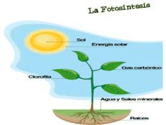 FOTOSINTESIS