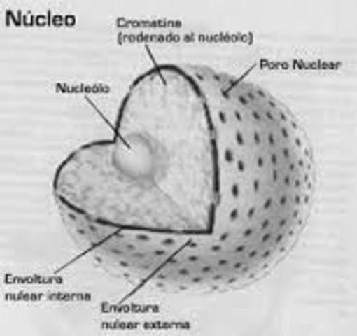 NUCLEO CELULAR
