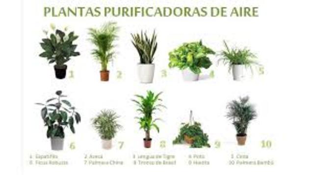 Depuracion de aire por las plantas