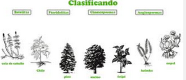 clasificación de las plantas