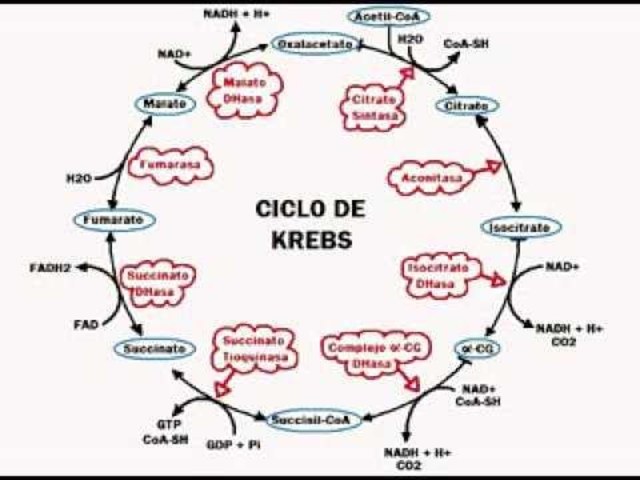 CILO DE KREBS
