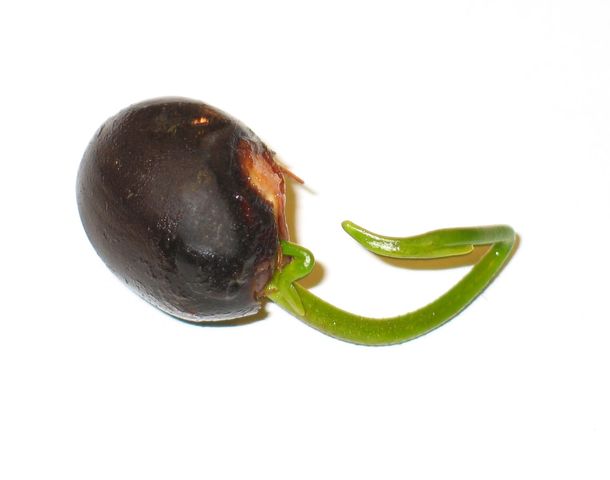 The bean seed starts to sprout