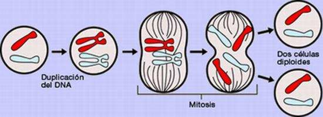 La mitosis