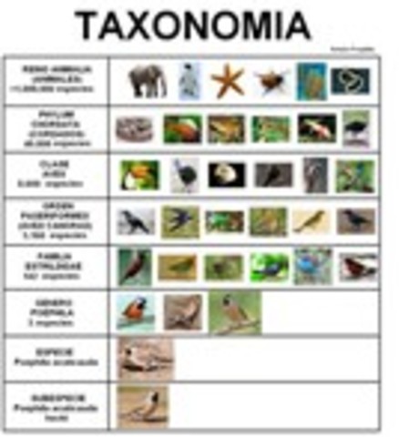 la Taxonomia