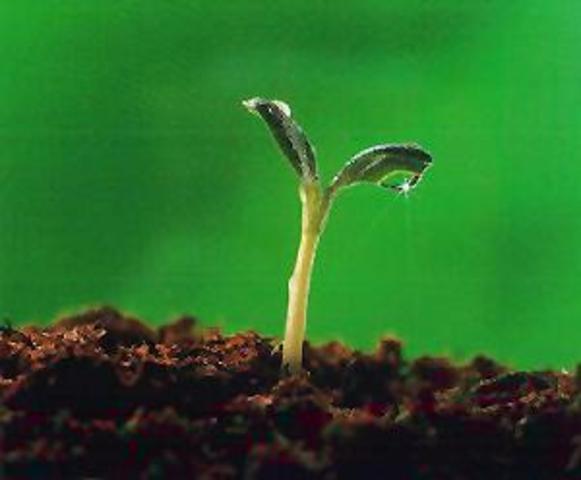 The seedling sprouts to 1.5cm