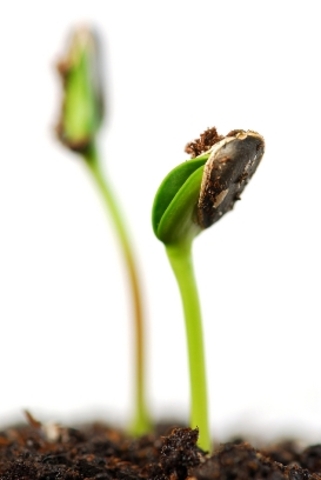 The bean grows to 3 cm