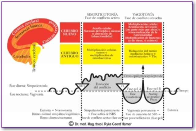 TEORIA CAPAS GERMINATIVAS